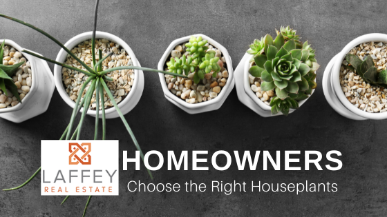 Houseplant Help - Homeowners - Laffey Real Estate